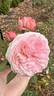 Mariatheresia rose photo