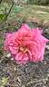 Christopher Marlowe rose photo