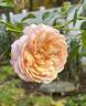 Elizabeth Stuart ® rose photo