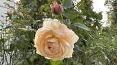Windermere rose photo