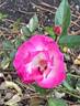 La Marne rose photo