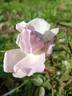 Angelus rose photo