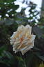 Solfatare rose photo