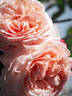 MEIffable rose photo