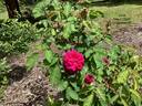 Vivid rose photo