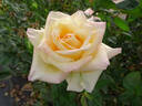 Anne Morrow Lindbergh rose photo