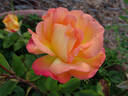 Bengal Tiger ™ rose photo