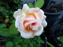 Buttercup rose photo