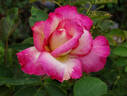 California Dreamin' ™ rose photo