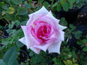 Camphill Glory rose photo