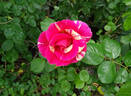 Candy Land™ rose photo