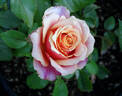 Cherry Brandy rose photo