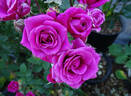 Chess ® rose photo