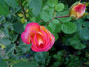 Chivalry ® rose photo
