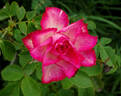 Dark Lulu ® rose photo