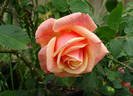 Dorcas rose photo