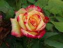 Dream Come True ™ rose photo