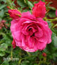 Starlight Express rose photo