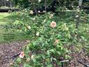 Lady Roberts rose photo