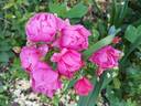 Folle Framboise ® rose photo