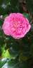 Les Quatre Saisons ® rose photo