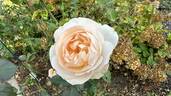Sans Souci rose photo