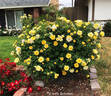 Rise 'n' Shine rose photo
