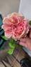 E. Veyrat Hermanos rose photo