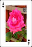 My Joy rose photo