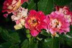 Brera rose photo
