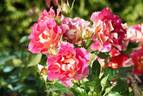 Brera rose photo