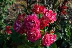 Brera rose photo
