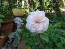 Irène Watts rose photo
