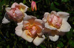 Bishop Darlington rose photo
