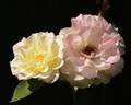 Easter Basket rose photo