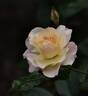 Easter Basket rose photo