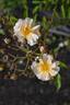 Maud la Zouche rose photo