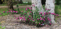 Amadis rose photo