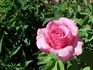 Great Scott rose photo