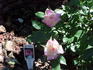 Rosie ™ rose photo