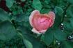Entente Cordiale rose photo