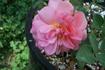 Entente Cordiale rose photo