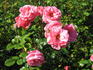Arosia rose photo