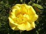 Dune rose photo