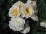 Terra Jubilee rose photo