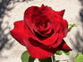 Madame Delbard ® rose photo