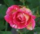 Bright Lights rose photo