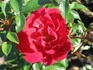 Heidekind rose photo