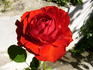 Fluorescent ® rose photo