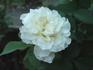 Victorian Lace rose photo